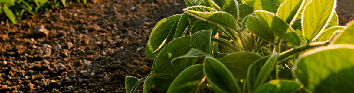 Fabricação de Biofertilizantes