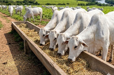 Transformando Desperdício em Nutrição: O Poder dos Coprodutos na Pecuária